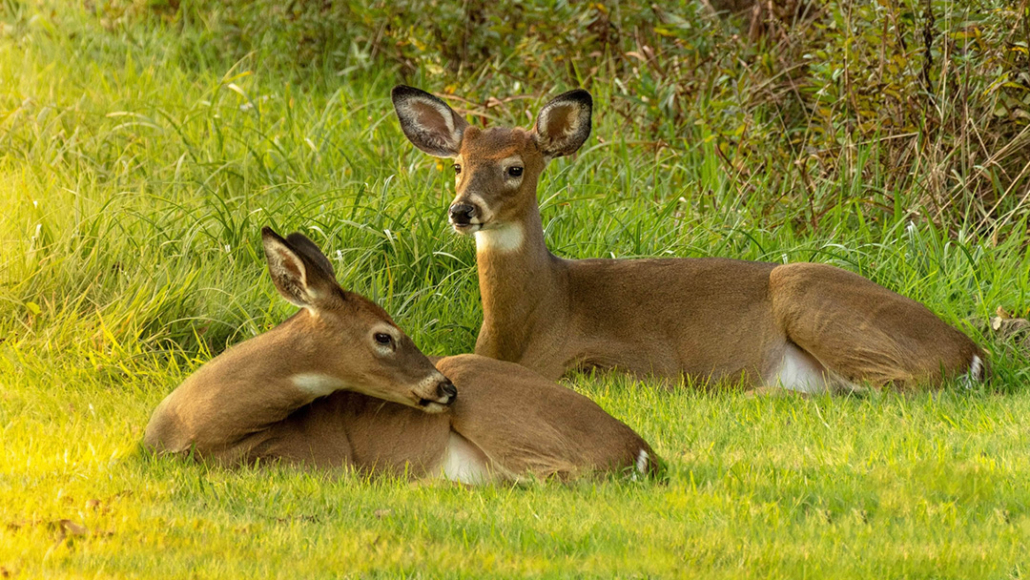 save-the-allegheny-mountain-earth-day-deer-wildlife
