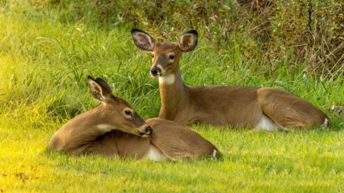 save-the-allegheny-mountain-earth-day-deer-wildlife