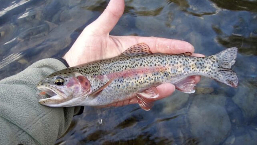 save-the-allegheny-mountain-earth-day-trout-wildlife