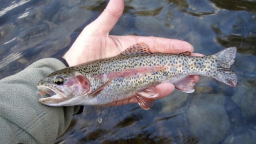 save-the-allegheny-mountain-earth-day-trout-wildlife